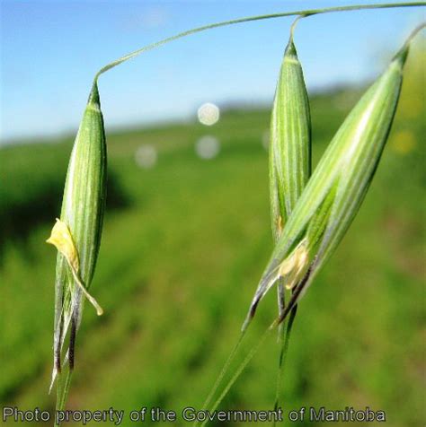 Wild Oats | Manitoba Agriculture | Province of Manitoba