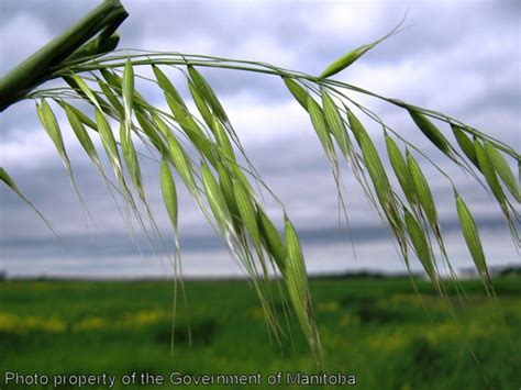 Wild Oats | Manitoba Agriculture | Province of Manitoba