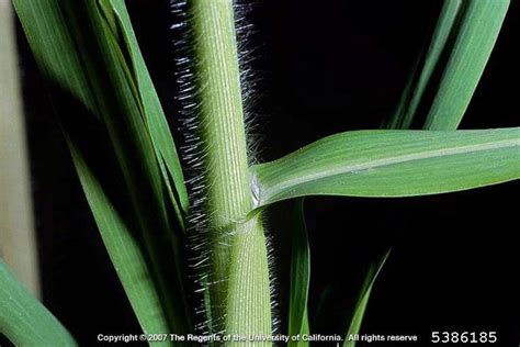 wild proso millet, Panicum miliaceum  Cyperales: Poaceae ...