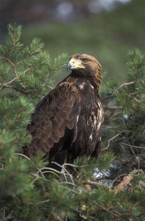 Wild Scotland wildlife and adventure tourism | Birds ...