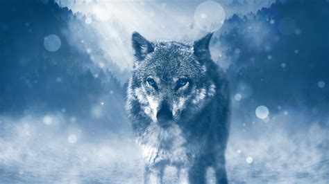 Wild Wolf 4K Wallpapers | HD Wallpapers | ID #19486