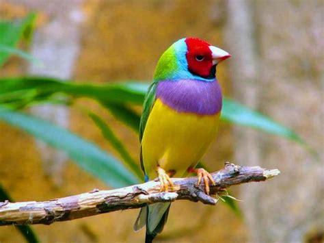 Wildography & Safaris » Blog Archive Pretty Birds R Us ...