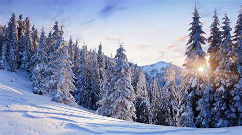 winter 4k Ultra HD Wallpaper and Background Image ...