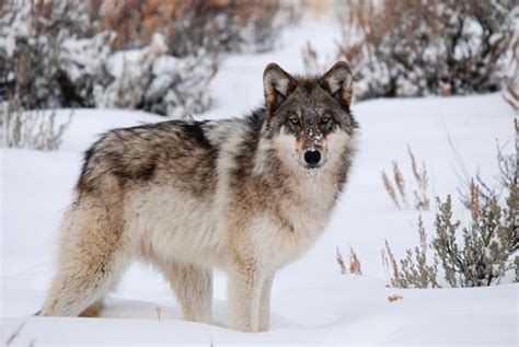 Wolf Information: Species | Shamans Wiki | Fandom powered ...
