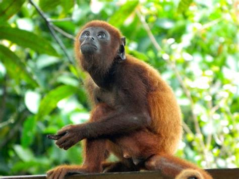 Wonderful picture of a monkey  Maravillosa imagen de un ...