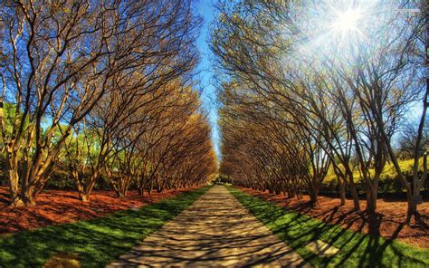 Wonderful Trees Path Sun Light wallpapers | Wonderful ...