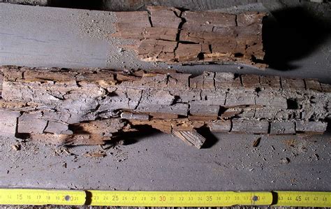 Wood decay fungus   Wikipedia