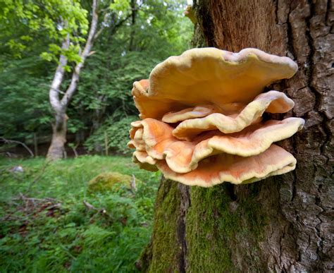 woodland fungi