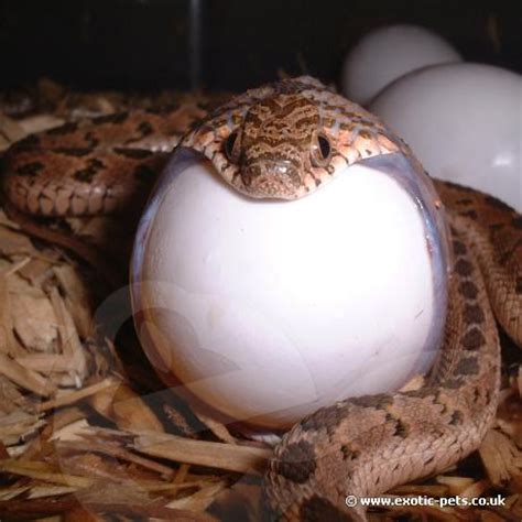World Egg Day and the Egg Eating Snake | ferrebeekeeper