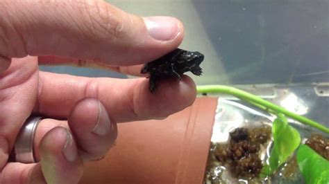 World s Smallest Turtle?   YouTube