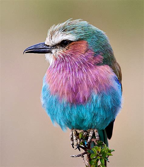 World Top pictures: beautiful birds wallpapers new birds
