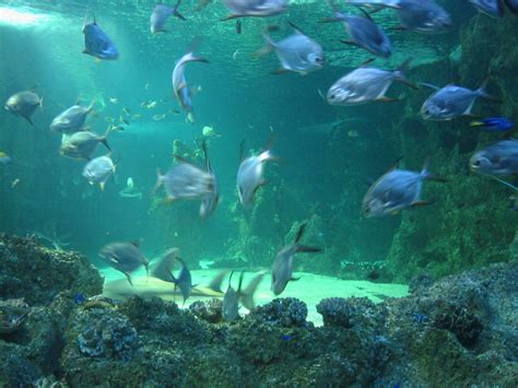 World Visits: Sydney Aquarium One of the Greatest ...