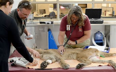 Wounded panther first patient at Lowry Park Zoo hospital ...