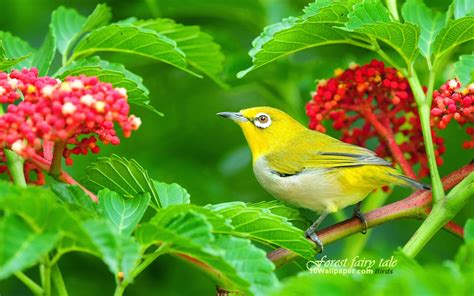 WOW: Download Colorful Birds HD Wallpaper