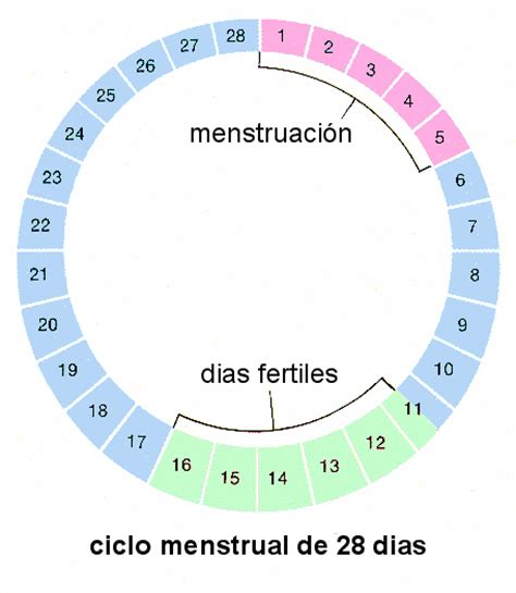 Www.ArdeyMás.Com: Cómo conocer su ciclo menstrual y sus ...
