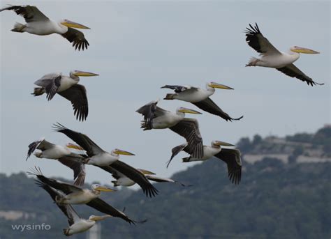 Wysinfo Docuweb   Migratory Birds   A Web Documentary