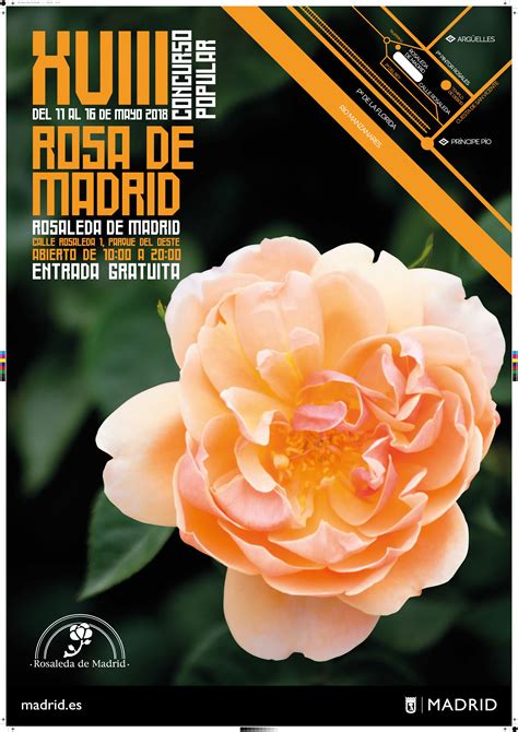 XVIII Concurso Popular Rosa de Madrid 2018   Ayuntamiento ...