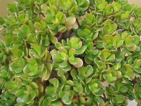 ¿Ya tienes un Jade? | Plantas