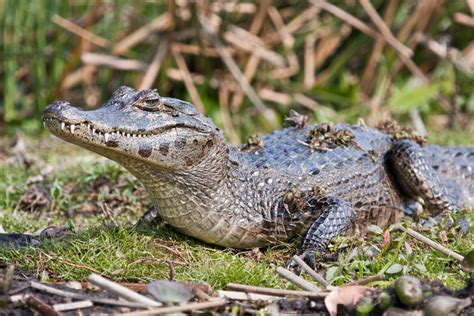 Yacare Caiman Facts and Pictures | Reptile Fact