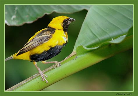 Yellow and black bird | Flickr   Photo Sharing!