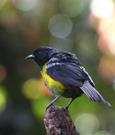 Yellow And Black Birds