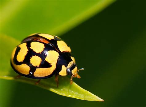 Yellow and black ladybug by westcoastwitch on DeviantArt