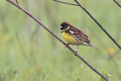Yellow breasted Bunting | Birds Korea Blog