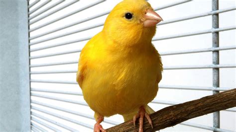 Yellow Canary Bird | www.pixshark.com   Images Galleries ...