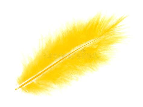 Yellow feather on white stock image. Image of isolated ...