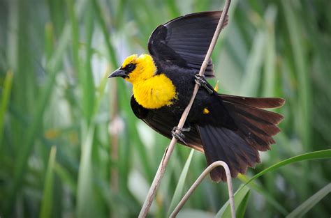 Yellow headed Blackbird | Audubon Field Guide