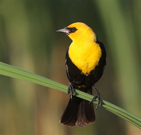 Yellow headed Blackbird | Flickr   Photo Sharing!