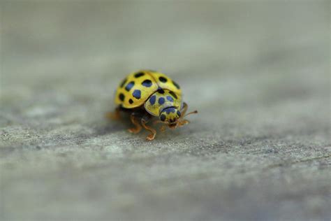 Yellow Ladybug by Jouko Mikkola