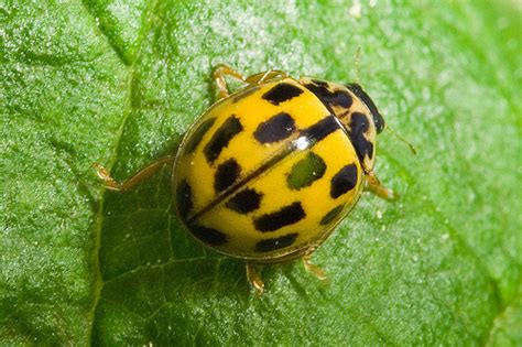 Yellow Ladybug | Flickr Photo Sharing!