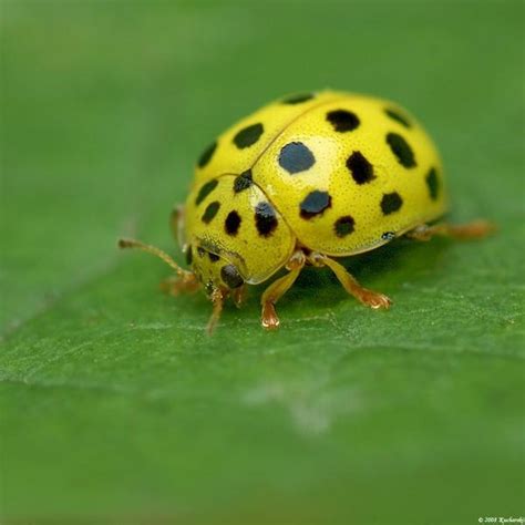 Yellow ladybug | Insetos/ Insects | Pinterest