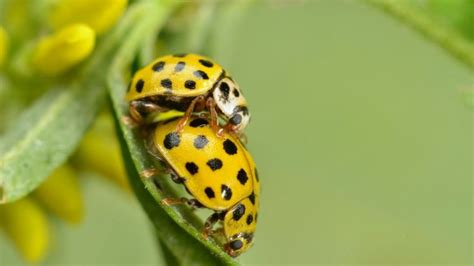 Yellow Ladybugs | Backyard Critters | Pinterest | Ladybugs ...