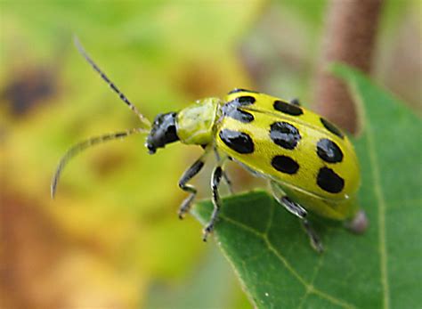 Yellow ladybug? Diabrotica undecimpunctata BugGuide.Net