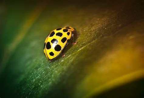 yellow ladybugs Google Search | Animals | Pinterest
