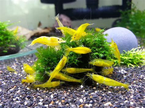 Yellow Shrimp Neocaridina heteropoda var. Yellow