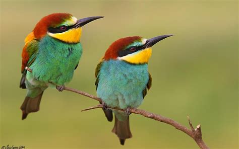 Yellow Throated Bee Eaters HD Wallpaper | Background Image ...