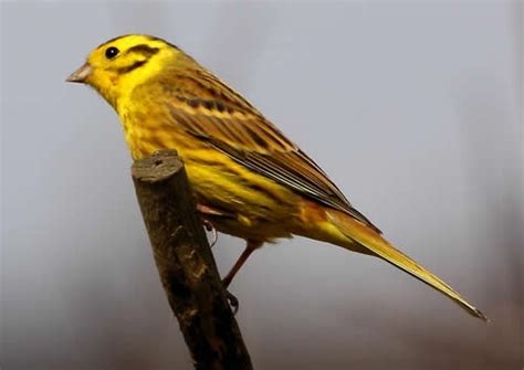 Yellowhammer   Game and Wildlife Conservation Trust