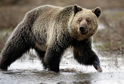 Yellowstone Grizzly Bear to Lose Endangered Species ...