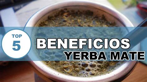 Yerba Mate : Beneficios y Propiedades Curativas de la ...