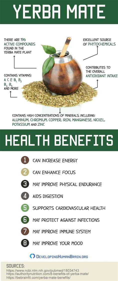 Yerba Mate for the Brain – All You Need to Know