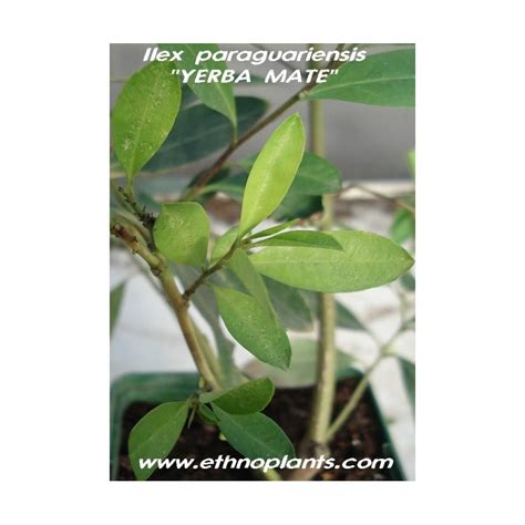 Yerba mate, Ilex paraguariensis planta en venta