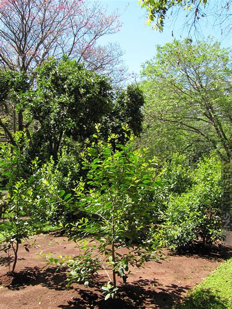 Yerba Mate Tea Plant Ilex Paraguariensis Bush – Kens Nursery