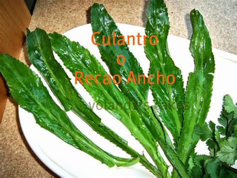 Yolanda s Cakes: Culantro y Cilantro