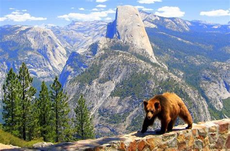 Yosemite National Park Animals | Yosemite | Pinterest ...