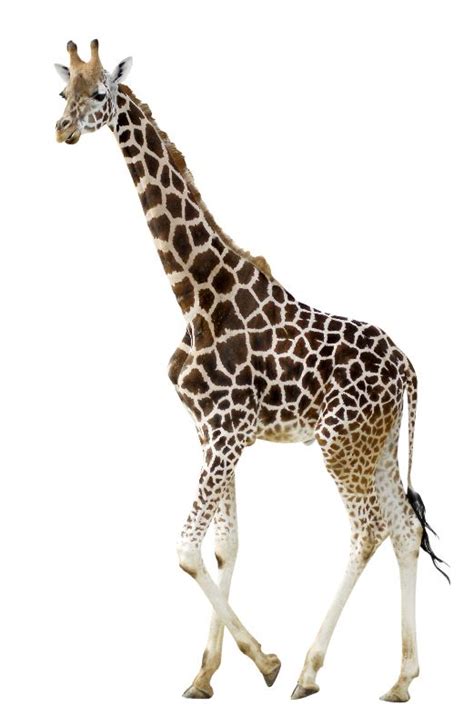 Young Giraffe on White Background   Giraffe Facts and ...