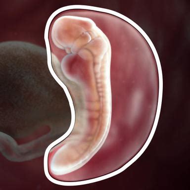 Your pregnancy: 5 weeks | BabyCenter
