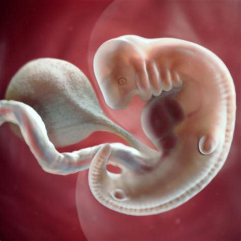 Your pregnancy: 6 weeks | BabyCenter